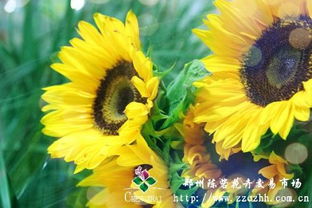 太阳花几天浇一次水 太阳花的四大禁忌