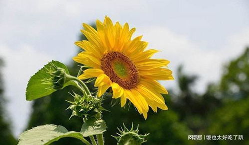 太阳花出苗了为啥都死了 太阳花刚发芽太细怎么办