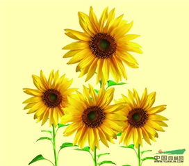 太阳花的特点 太阳花特点和象征意义