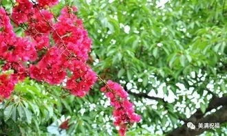 太原市市花是什么 全国56个市市花
