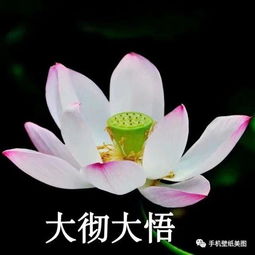 头像用莲花的女人 女人微信头像荷花图片