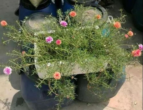 太阳花老桩制作方法 几年能养一棵太阳花老桩