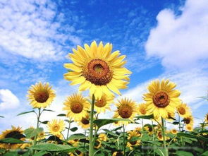 太阳花风水上有忌讳吗 十大禁忌太阳花