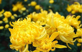 夫人皇上找菊花是什么生肖 菊花打一最佳生肖