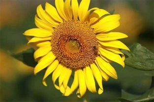 太阳花象征的寓意和感悟 太阳花有一句很好的花语