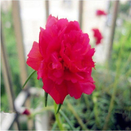 太阳花怎么养成老桩 太阳花老桩能活几年