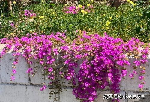 太阳花造型简单教程 最简单的太阳花造型图片