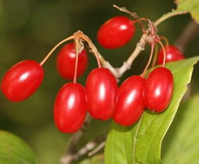 女人喝山茱萸水的好处 三种人不能吃山茱萸