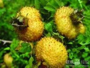 女人喝刺梨水的好处 刺梨的副作用太大了