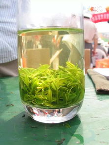 女人喝苦丁茶的好处和坏处 三种人不宜喝苦丁茶