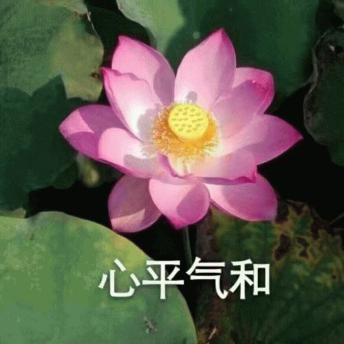 女友换荷花头像暗示什么 荷花做头像禁忌