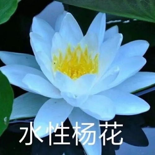 女人用荷花做头像吉利吗 荷花头像用久了会怎样