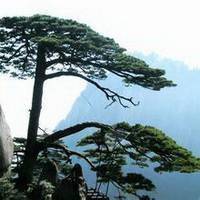 女人松树做头像的寓意 适合微信头像的松树