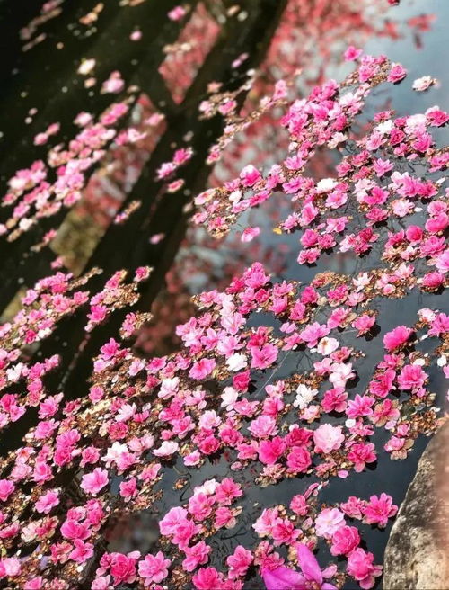 女人给你发一朵花啥意思 女人微信送男人一朵玫瑰花