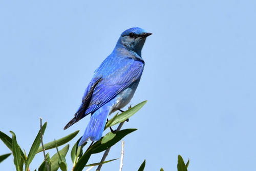 女生发朋友圈说蓝桉已遇释槐鸟 女生叫蓝桉还是释槐