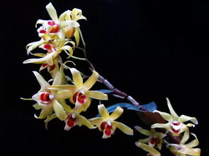 女性喝石斛花坏处 石斛花一天吃几朵合适