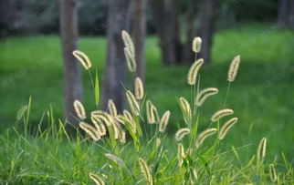 女生发狗尾草暗示什么 狗尾巴草适合送什么人