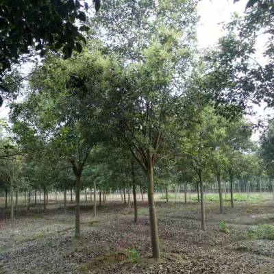 女贞树种在院子哪个方向 女贞树是吉树还是凶树