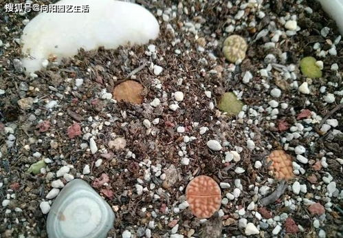 如何正确使用赤玉土 赤玉土可以单独用吗