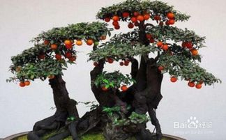 如何判断金弹子要浇水了 金弹子每天叶子喷水