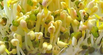 如何用绿豆发豆芽 自己发豆芽过程图片