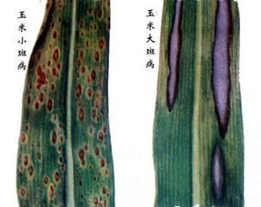 如何区分玉米大斑病 玉米大斑病特效药