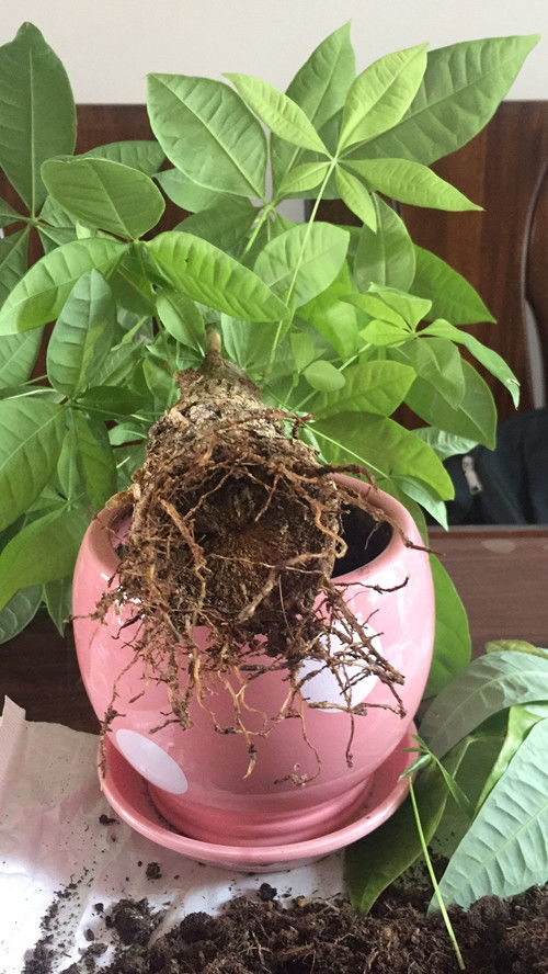 如何救活只剩杆的发财树 发财树枯萎千万别扔掉