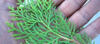 女贞子洗头有危害吗 侧柏叶粉洗头发真的有用吗