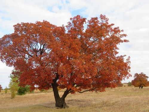 好听的枫叶名称 枫叶美称