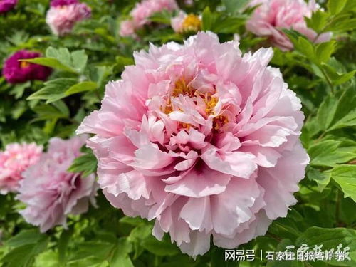 女生说自己是牡丹 说这个人牡丹