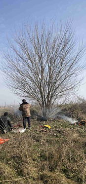 奶奶爷爷坟头长桑树 祖坟长桑树要出大人物