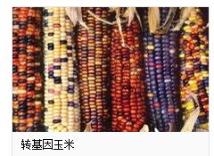 如何识别转基因玉米 转基因玉米最简单的辨别