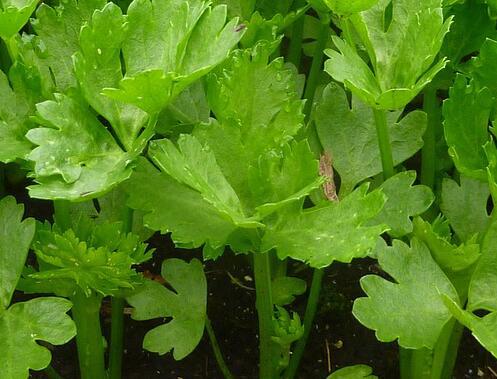 如何播种芹菜种子 芹菜种子冰箱催芽几天