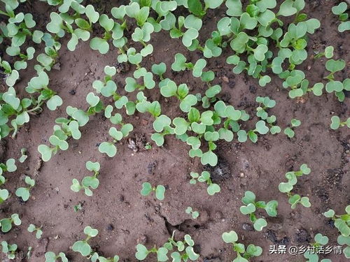 如何移栽胡萝卜 胡萝卜什么时候移栽最好