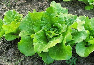 孕妇吃生菜对胎儿好吗 孕妇十大禁忌蔬菜