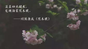 如果有人和你说海棠花未眠 海棠花未眠是思念前任吗