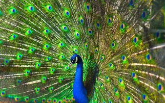 孔雀开屏骂人下句 孔雀开屏讽刺说法