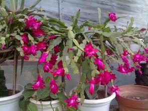 嫁接蟹爪兰的最佳时间 30度左右能嫁接蟹爪兰吗