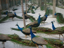 孔雀在家养两只犯法吗 网上买孔雀来养犯法吗