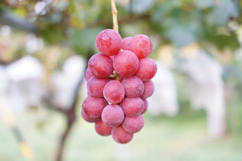 妮娜皇后是葡萄还是提子 妮娜皇后葡萄的缺点