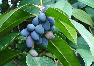 官桂又叫什么中药 肉桂为什么叫官桂