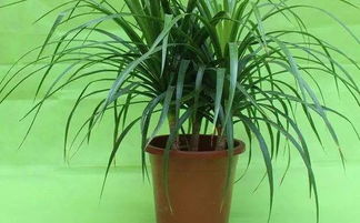 室内的花多久浇一次水 夏天室内绿植多久浇水