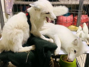 宠物狐狸哪里有卖的 养狐狸的人都后悔了