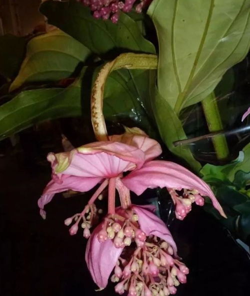 宝莲灯叶子全剪了,还会发芽吗 宝莲灯从根部剪掉还能发芽吗