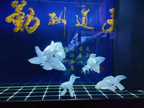 宝莲灯混养鱼最佳搭配 宝莲灯不群游放什么鱼