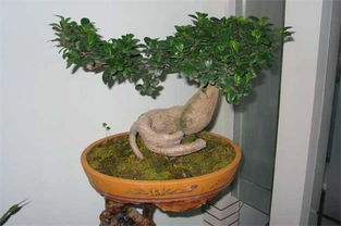 家中养榕树吉祥吗 榕树盆景放客厅吉利吗