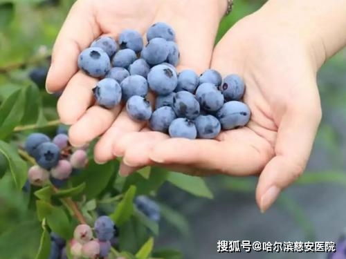 孕妇经常吃蓝莓生下的小孩 孕妇一口气吃1盒蓝莓