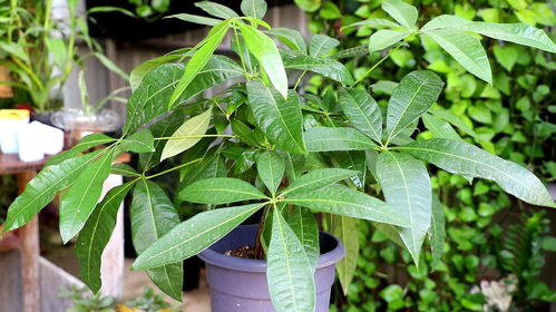 家栽迎春花有啥忌讳 迎春花放家里不吉利