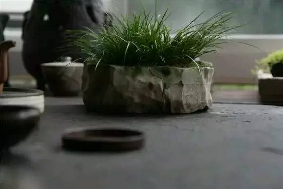 家里养菖蒲对人有害处 家里养菖蒲有什么好处