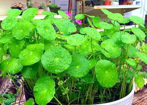 家里为什么不能养铜钱草 铜钱草风水大忌